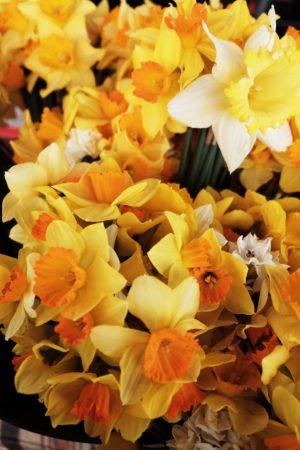 Tas Daffodils