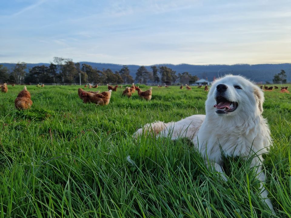 Western Tiers Pastured Eggs
