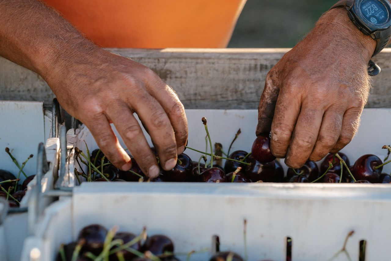 Kingrock Cherries