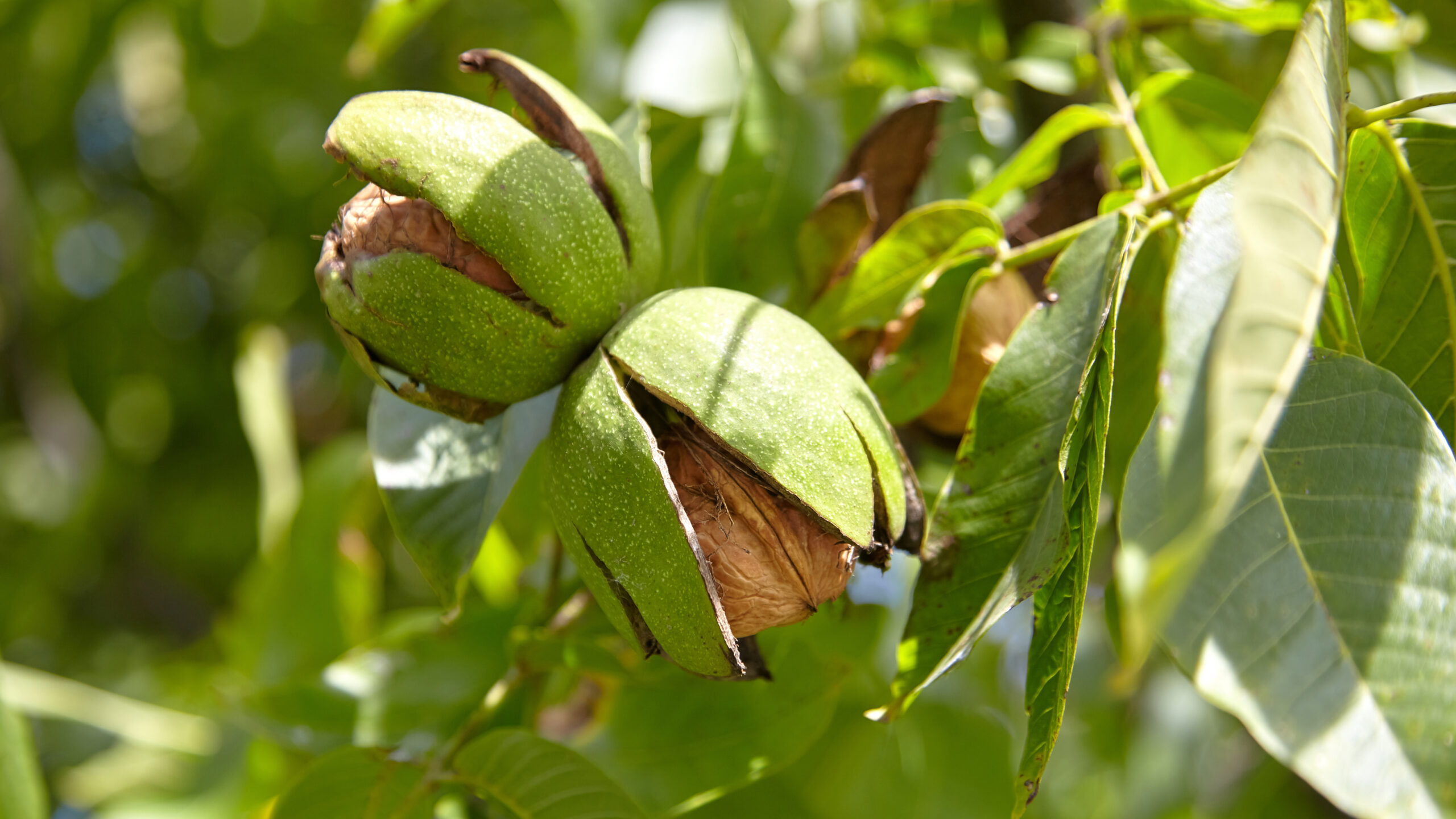 Tamar Valley Walnuts