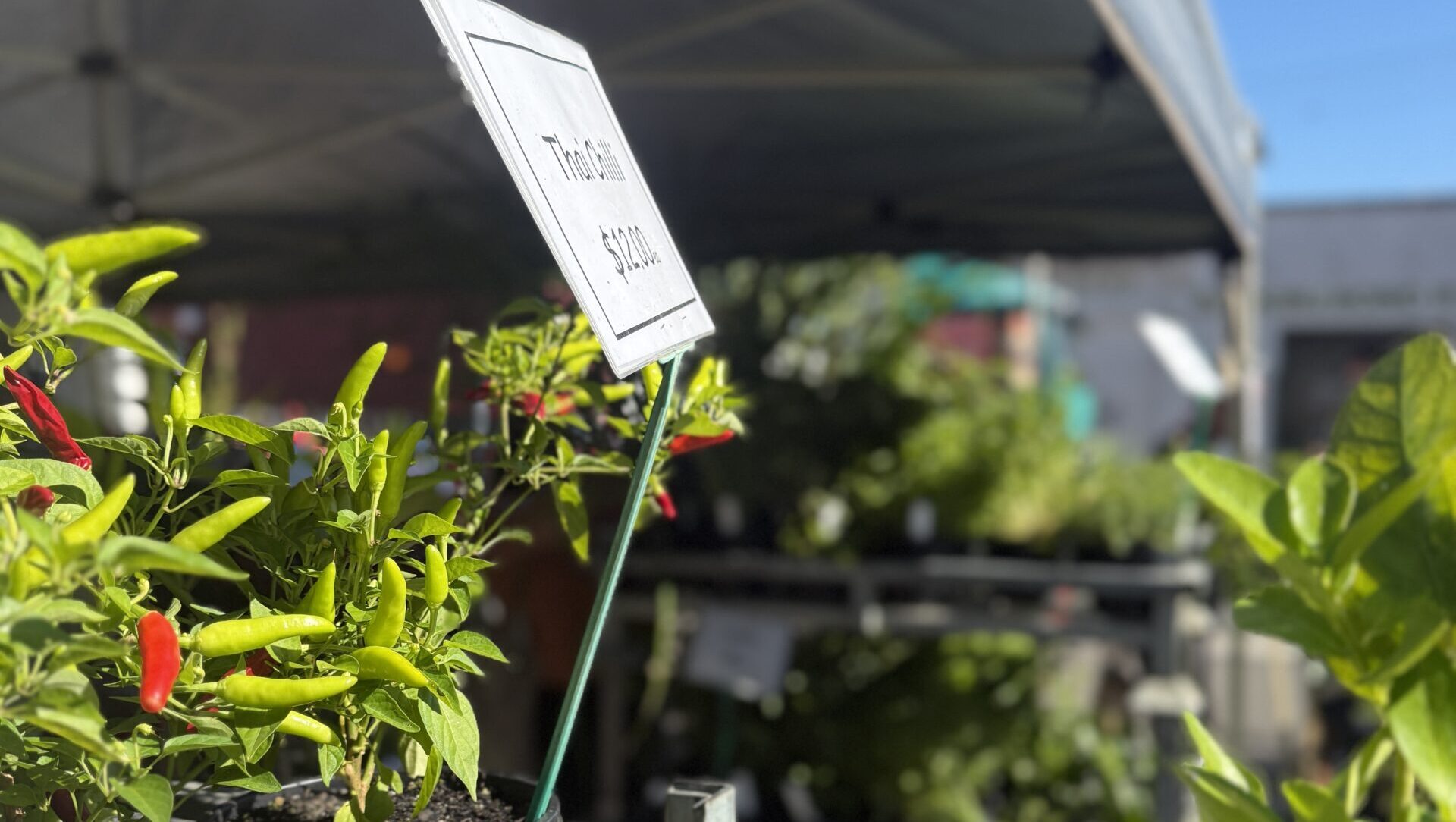 Plants Direct Tasmania
